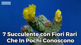 7 Succulente con Fiori Rari che in Pochi Conoscono 🌸
