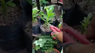 lakukan pemangkasan supaya tumbuh banyak cabang pada Adenium.. #pecintatanamanhias #adenium