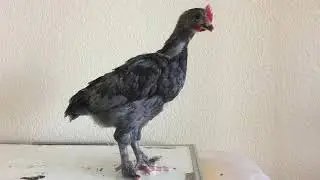 Chicken Growth Time-Lapse  -- Teaser
