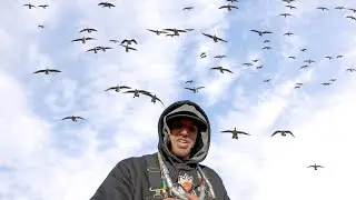 80 BIRDS 30 MINUTE TEXAS BEATDOWN!
