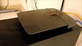 Giant Texas Wolf Spider ---  Part 2 of 4