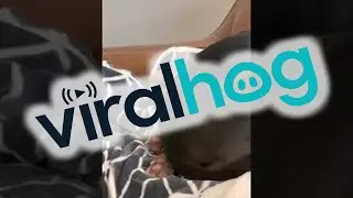 Dog Sits on Friend Without Permission and Her Eyes Say it All || ViralHog