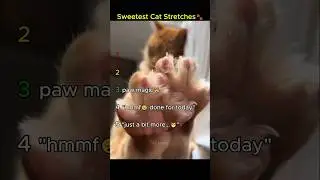 Sweetest Cat Stretches🐾