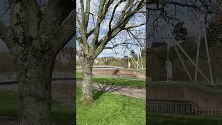 Sessile oak - trunk & lower canopy - March 2024