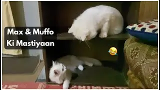 Max or Muffo ki Cute Se Mastiyaan 😍 | persian cats |Rehan & Max