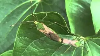 オオクモヘリカメムシ/Anacanthocoris striicornis 01