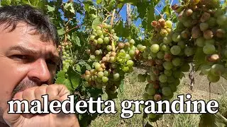 3 cose da fare dopo una grandinata