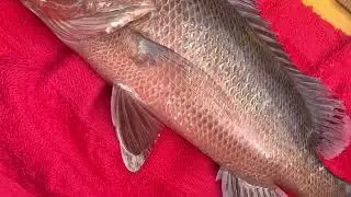 Burrum River Salty 5/10/23