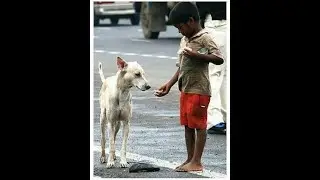 A Poor Young Boy and The Dog