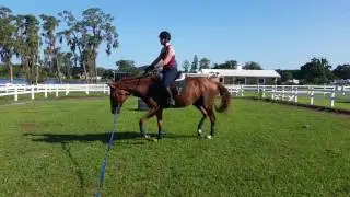 Laurel Oaks Bowman 1st time trotting
