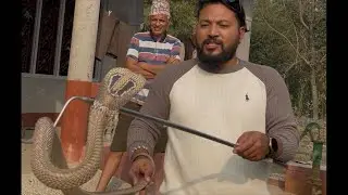 Cobra snake rescue morang urlabari 2