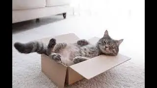 10 Bizarre Cat Behaviors Explained! 2025 06 05 1