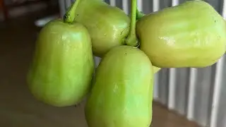 Chia sẻ tuyển bông bọc  kích tròn trái làm cho trái mã đẹp bóng zalo 0939935193
