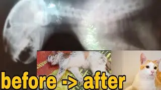 #cat #cats #catlovers #animal #animallover #animalloversmn2 #cataccident #cattreatment