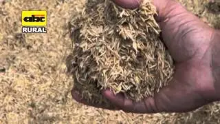 Camas de compost para  vacas lecheras
