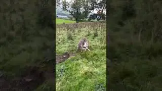 Bolting rabbits to the lurchers #dog #lurcher #rabbithunting #pestcontrol #ferreting #hunting