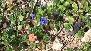 Anagallis foemina Mill. a Anagallis arvensis L.