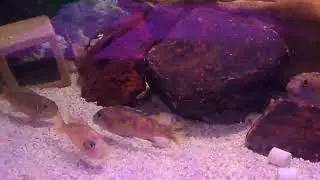 Labeotropheus trewavasae Ikwasi aand Labeotropheus fuelleborni katale island #aquarium  #everyone 