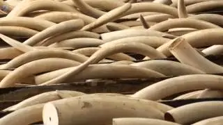 GPS tracking chips gets around ivory smugglers