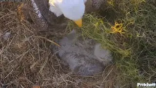 SWFL EAGLE CAM 2026.1.4 On a cold morning, M brought a large piece of moss and covered E26 with it.