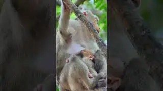 best activity of lovely baby monkey #monkey #viral #reelsvideo #shorts