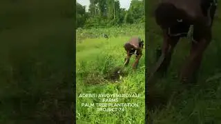 A A ROYALE FARMS PROJECT 74