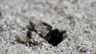 Tapinoma pygmaeum