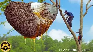 2026 Forest Honey Harvest – Cutting a Giant Gourd with a Beehive