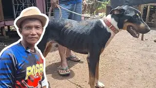 ANJING BURU SILANGAN ROTTWEILER HERDER & DOBERMAN KEPUNYAAN TIM BIRU 3 BUJANG SANTOLO ‼️