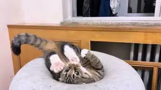 👀 Wait for it&hellip; The Ending Is EVERYTHING! #cat #kitten #cute #meow #goldencat
