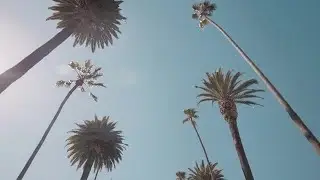 Palm Trees Slow Drive Stock Video