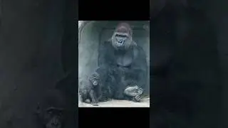 baby #gorilla & giant Daddy 😆 #gorillatag #金剛猩猩 #台北市立動物園 #shorts