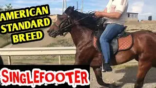 American Standard Breed singlefooter Horse| रेवाल रेस का घोड़ा