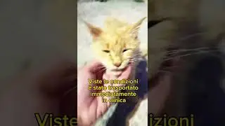 Sugo &egrave; stato soccorso 🎉 #gatti #gatto #adozione #adozioni #animalisti #adozionegatti #adozionegatto