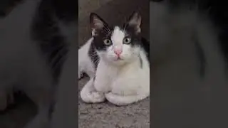 hello #kitten #asmr #cat #catvideos #shortsfeed