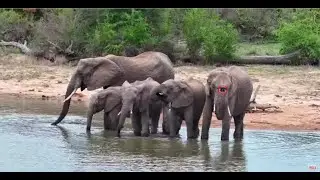 Simbavati Waterside, South Africa 🐘2024/11/27