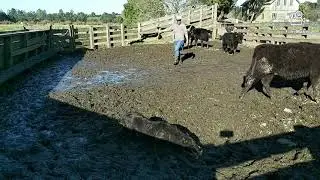 stock dog training tips