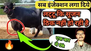 भैंस के छाती मे सूजन आना | भैंस कि छाती के लट्टू मे सूजन | भैंस के लट्टू मे सुजन आ गया क्या करे ??