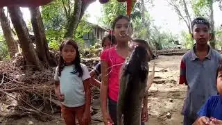 Mangrove jack on Top water lure plus baraccuda