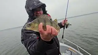 Branie okonia - Ukleja 6.5 cm @Andrzej Chaniewski