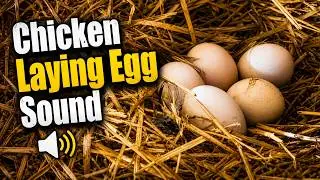Chicken Laying Egg Sound - Loud Hen Noises