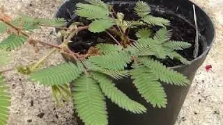 Mimosa - Mimosa pudica - M&iacute;m&oacute;sa - Skrautjurt - Pottaplanta