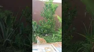 seligi tusun ke 8