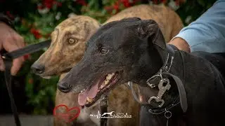 GACI - 27 Ottobre 2018 - Arrivo Greyhound