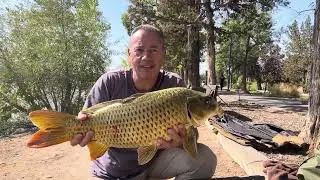Big carp fishing Reno nv (ghost common)