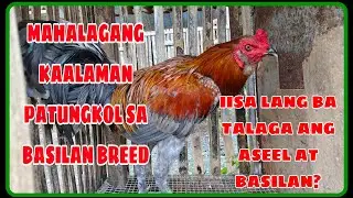 ASEEL NGA BA ANG BASILAN BREED?|| ANO ANG PINAGMULAN NG BASILAN BREED