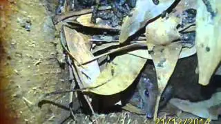 Agile Antechinus in nest box
