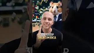 300.000Р за хомяка? #hamsterkombat #airdrop