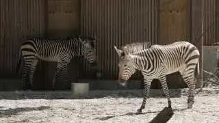 Zebra At Blank Park Zoo