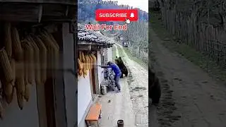 Bear 🐻 Attack In Village Man |😭 Real Cctv Video Viral | #viral #bear #attack